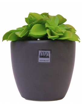 Sztuczna roślina w doniczce Succulent ASA Selection